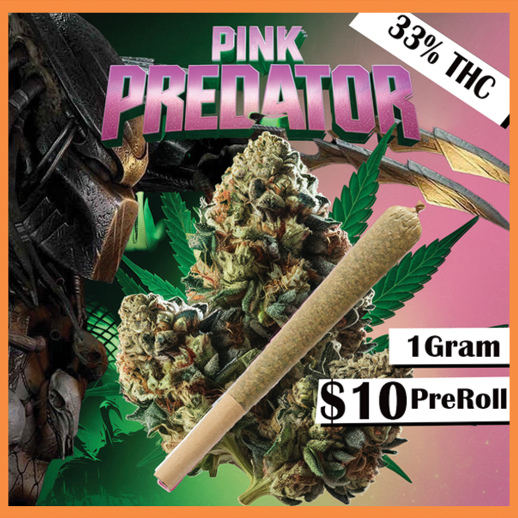 488Pink-Predator.jpg